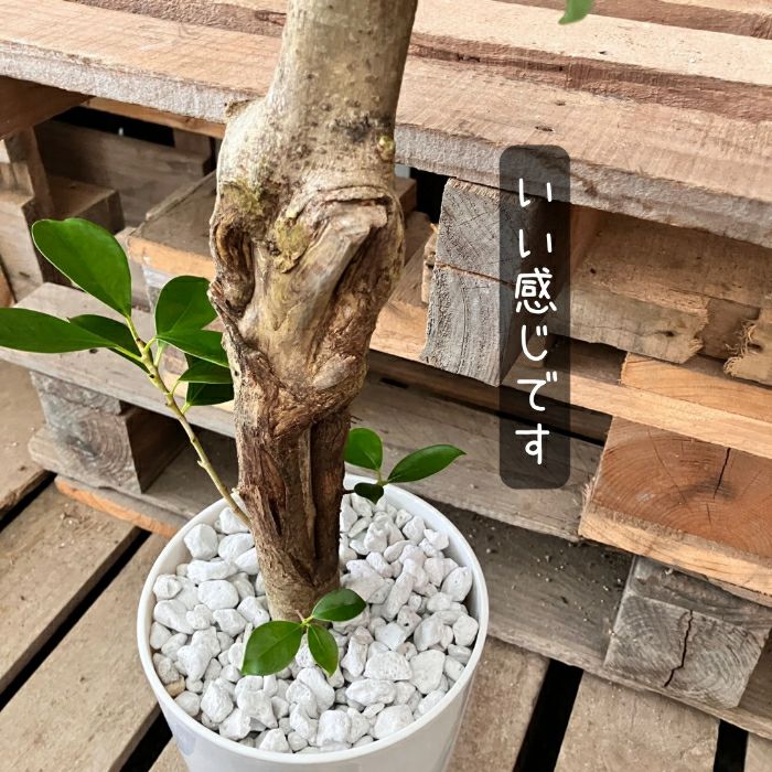 観葉植物現品販売