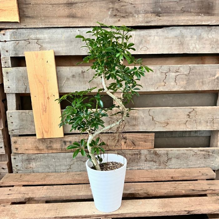 観葉植物現品販売