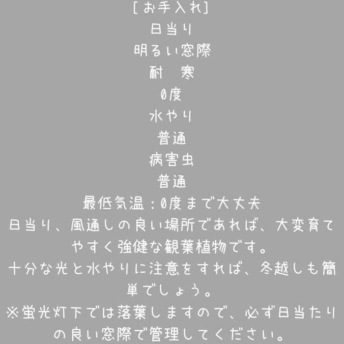 観葉植物現品販売