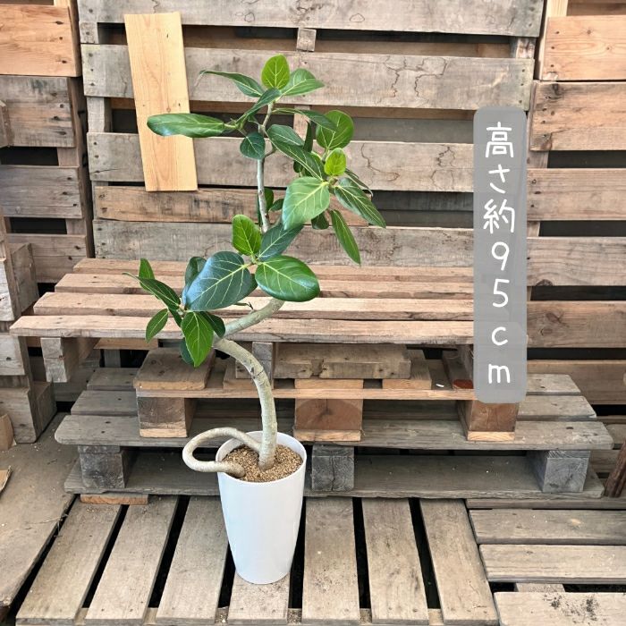 観葉植物現品販売