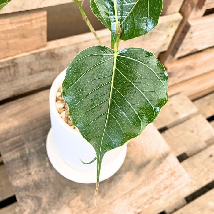 観葉植物現品販売