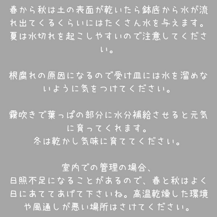 観葉植物現品販売