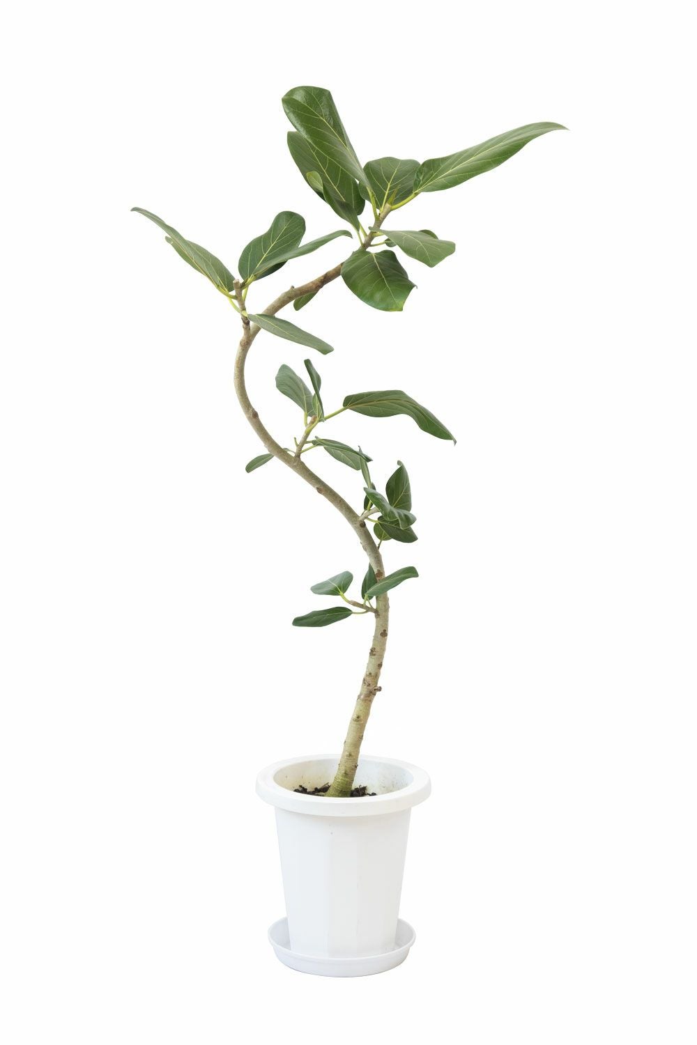 フィカス・ベンガレンシス 【S字】 曲がり樹形 7号鉢 観葉植物 本物