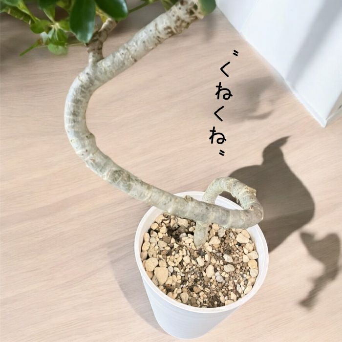 観葉植物現品販売