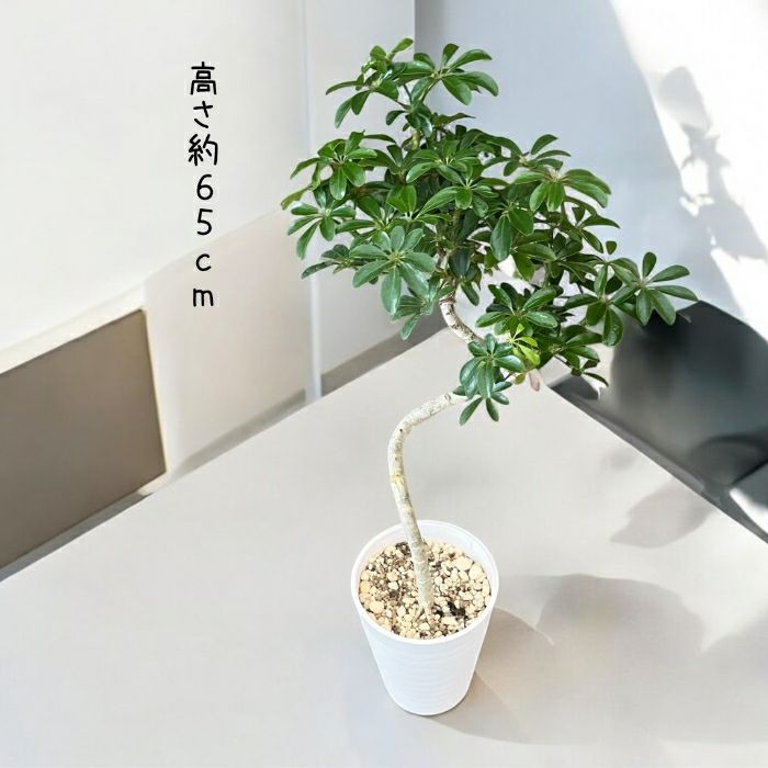 観葉植物現品販売