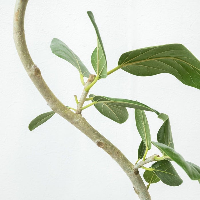 フィカス・ベンガレンシス 7号鉢 選べる鉢カバー付 観葉植物 本物