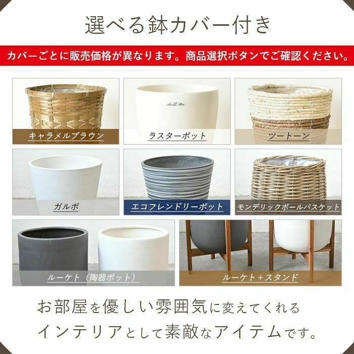 フィカス・ベンガレンシス 7号鉢 選べる鉢カバー付 観葉植物 本物