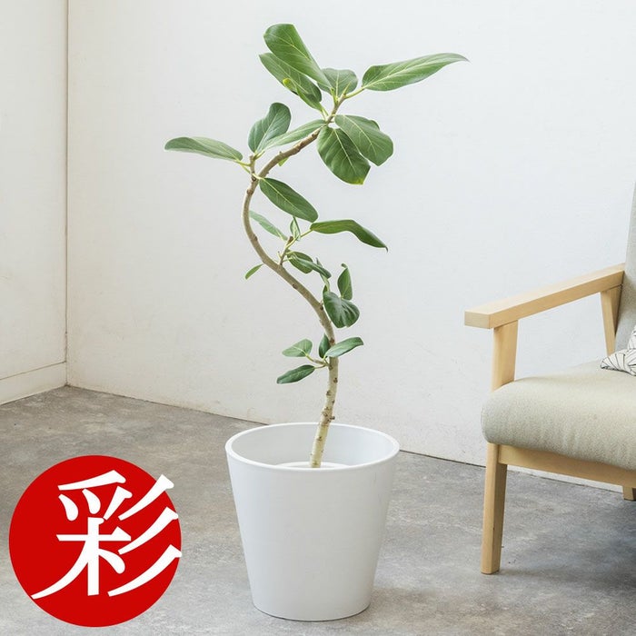 フィカス・ベンガレンシス 7号鉢 選べる鉢カバー付 観葉植物 本物