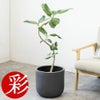 フィカス・ベンガレンシス 7号鉢 選べる鉢カバー付 観葉植物 本物