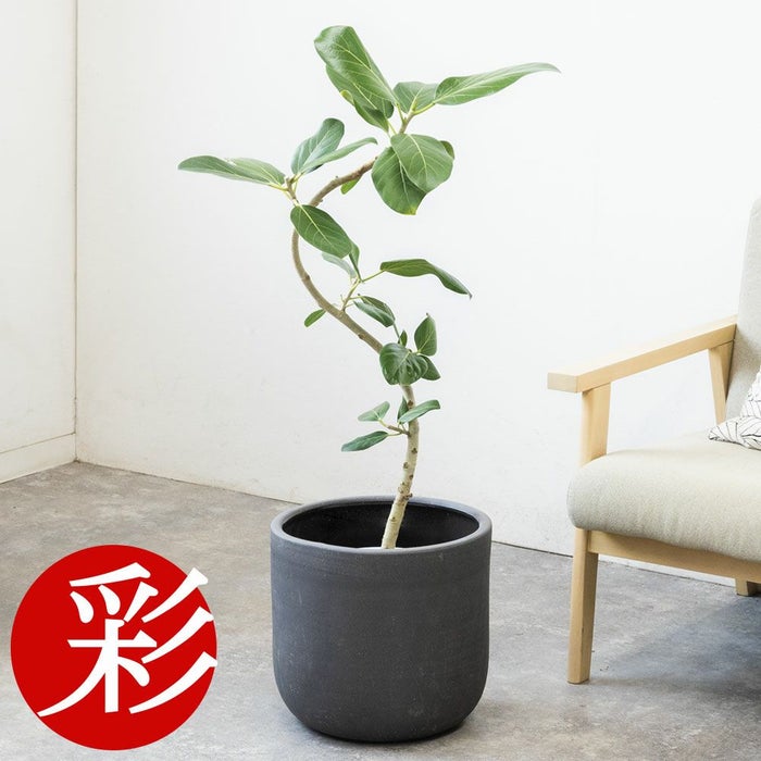 フィカス・ベンガレンシス 7号鉢 選べる鉢カバー付 観葉植物 本物