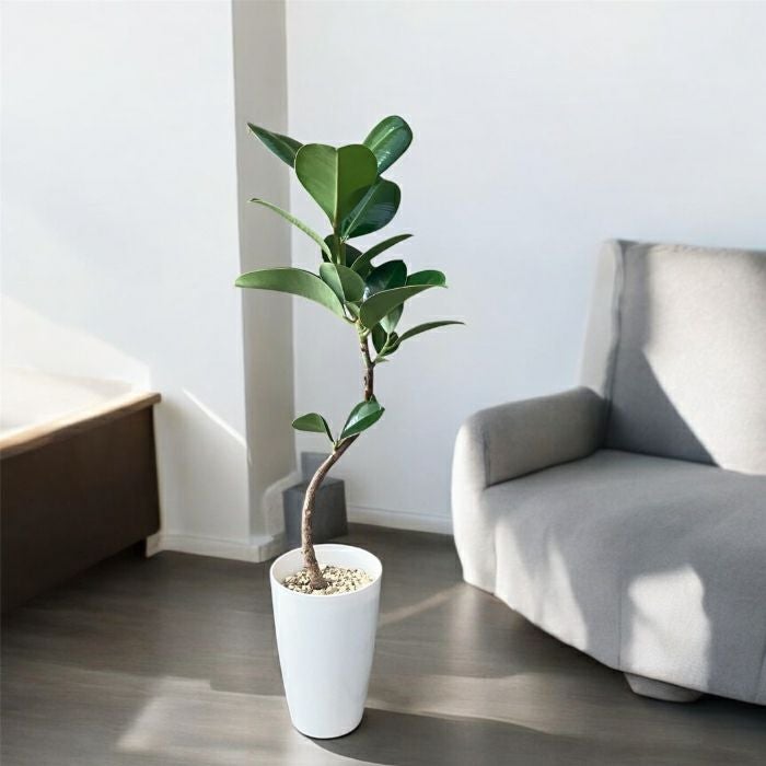 観葉植物現品販売