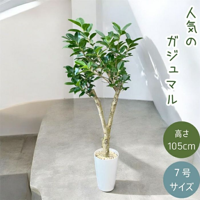 観葉植物現品販売