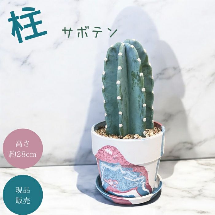 観葉植物現品販売