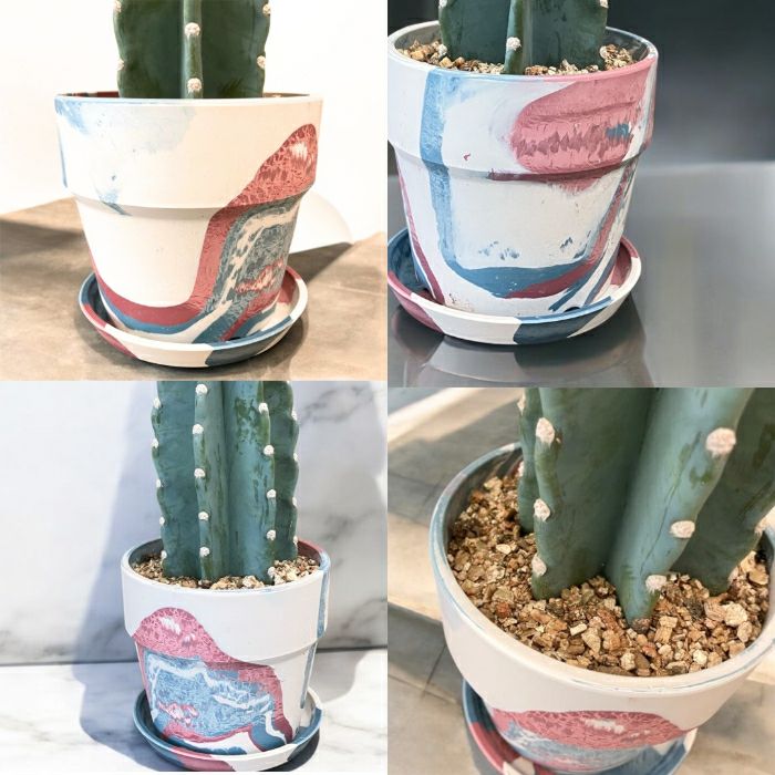 観葉植物現品販売