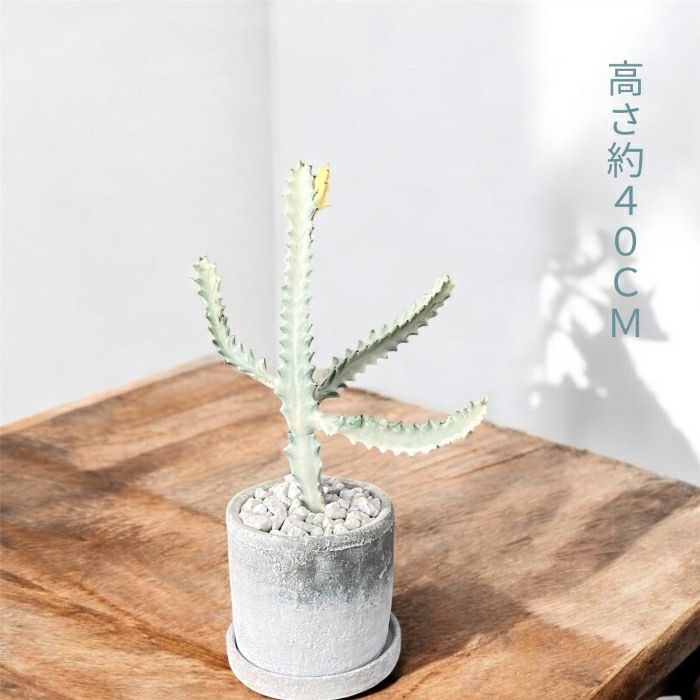 観葉植物現品販売