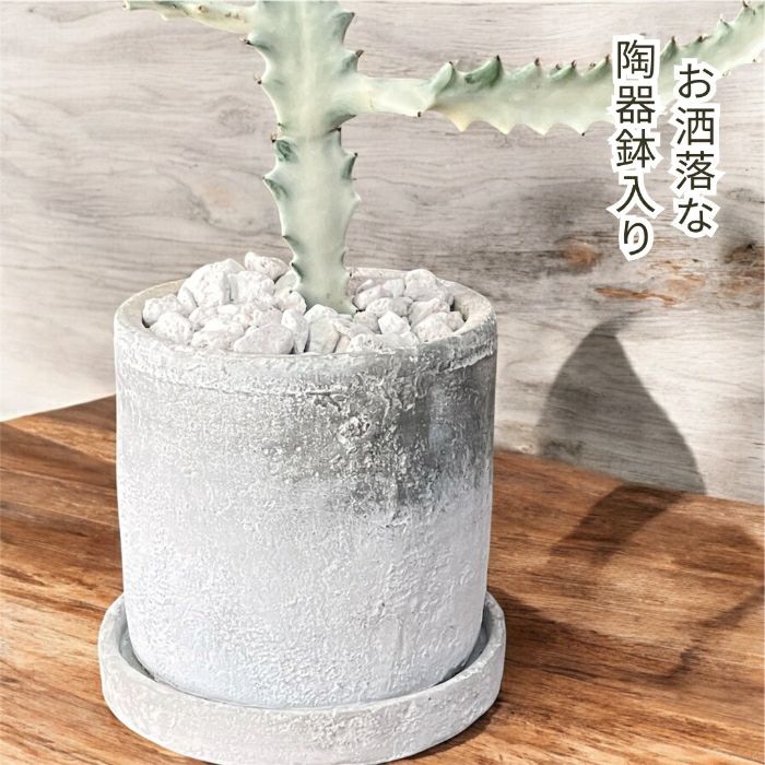 観葉植物現品販売