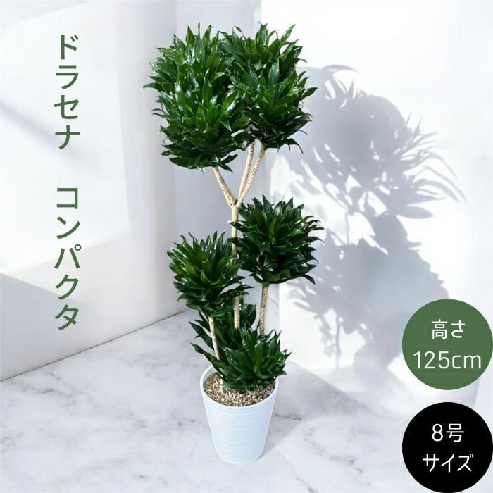 観葉植物現品販売