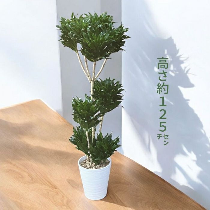 観葉植物現品販売