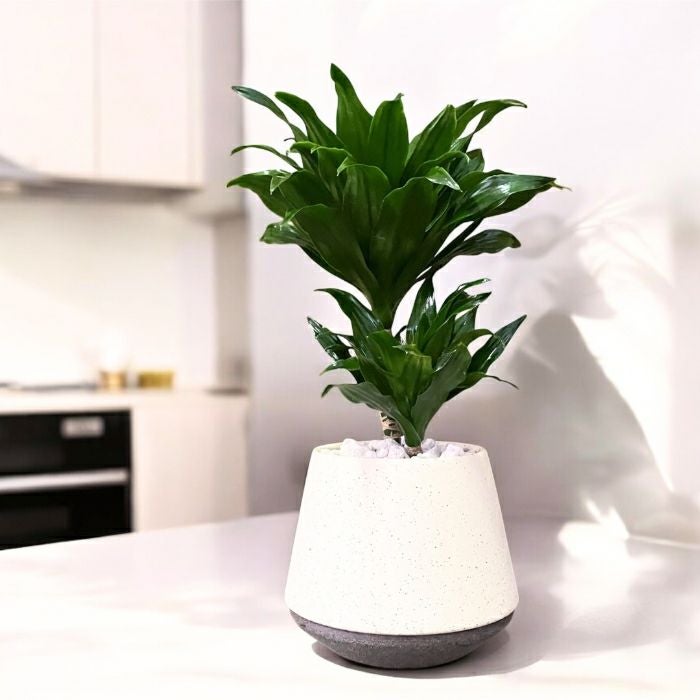 観葉植物現品販売