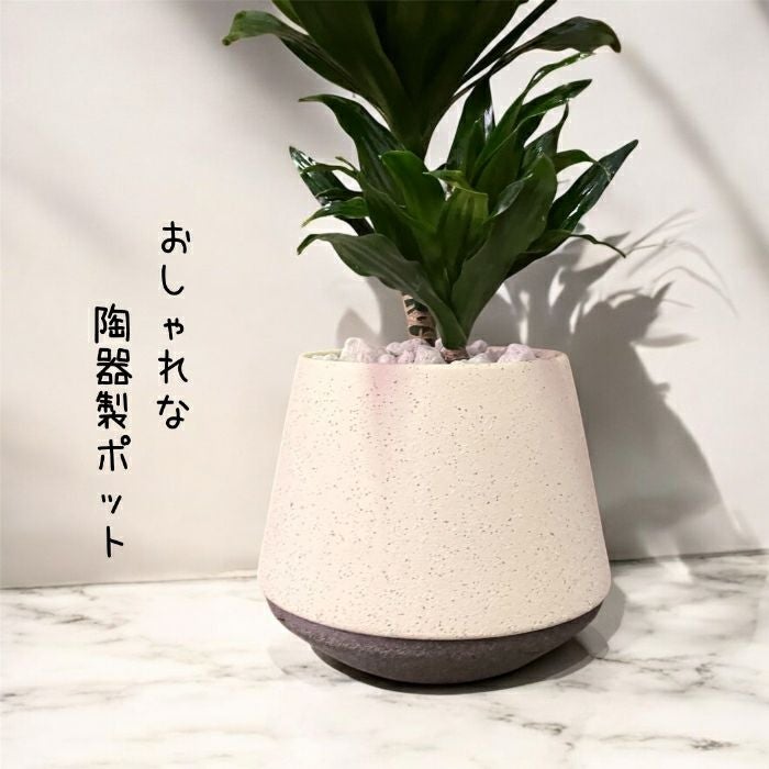 観葉植物現品販売
