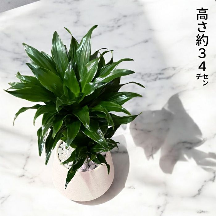 観葉植物現品販売