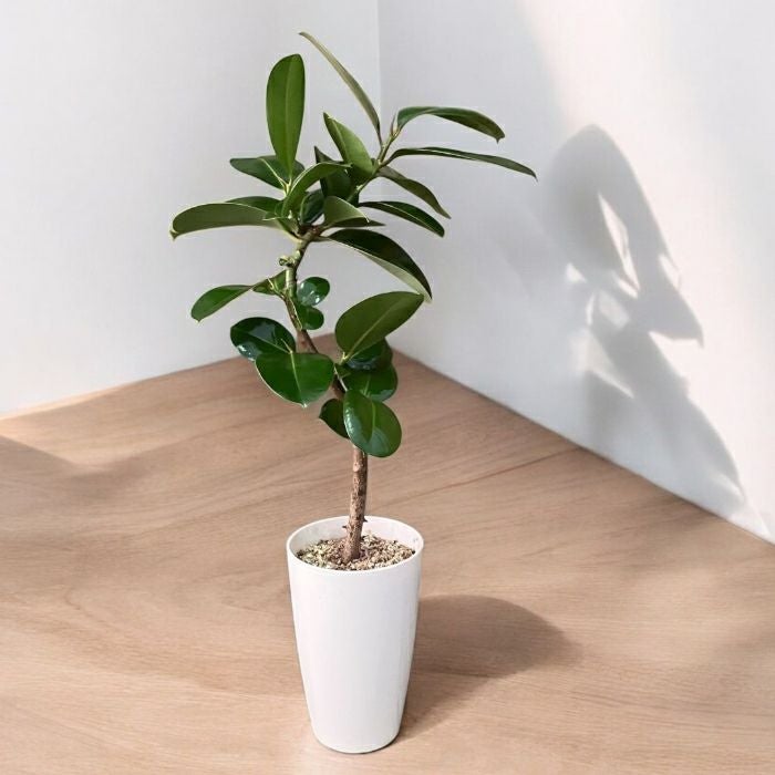 観葉植物現品販売