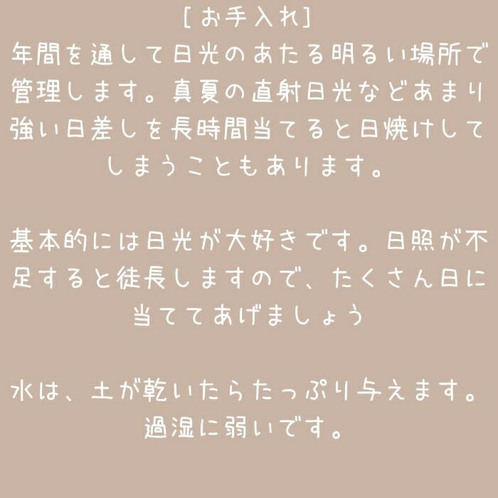 観葉植物現品販売