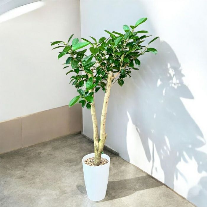 観葉植物 本物 NEW【現品】 直幹樹形のガジュマル 7号サイズ 人気商品