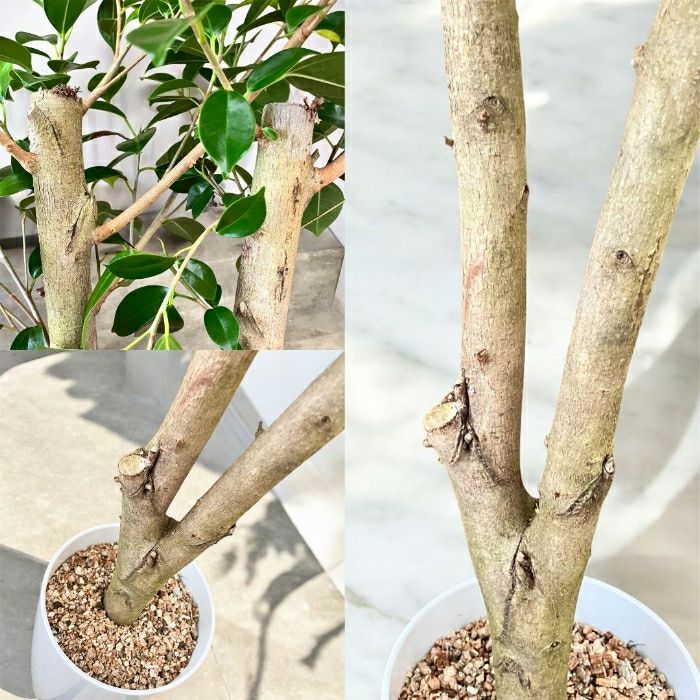 観葉植物現品販売