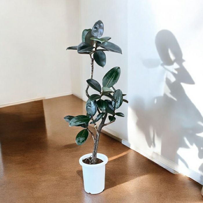 観葉植物現品販売