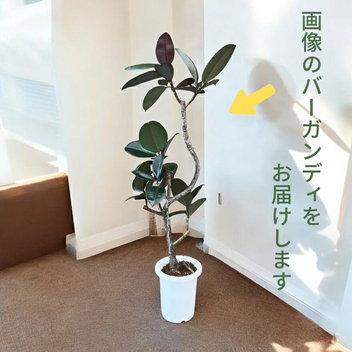 観葉植物現品販売