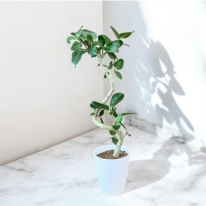 観葉植物現品販売