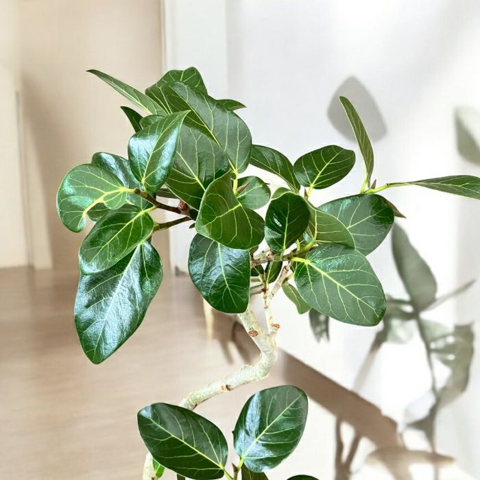 観葉植物現品販売