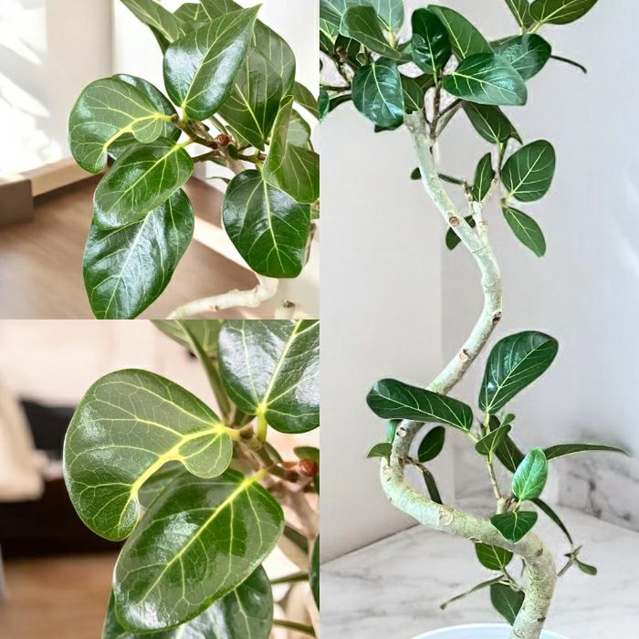 観葉植物現品販売