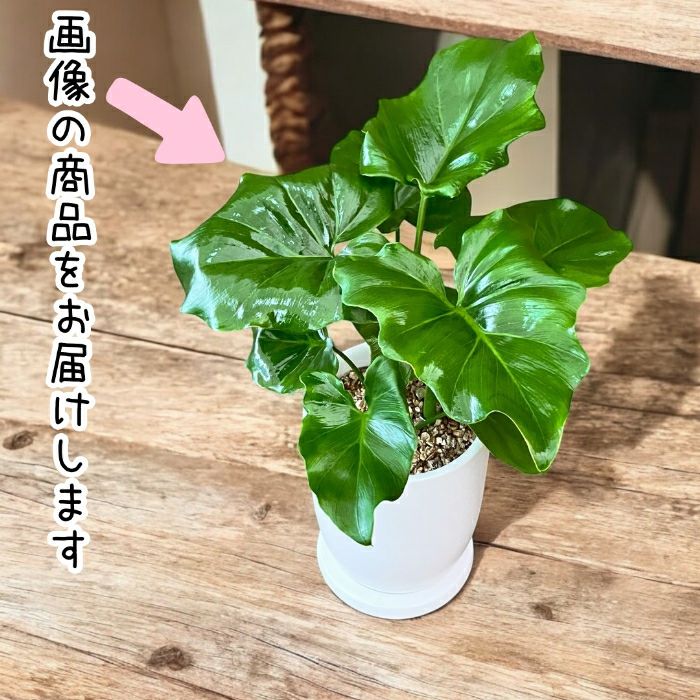 観葉植物現品販売