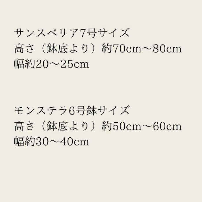 観葉植物現品販売