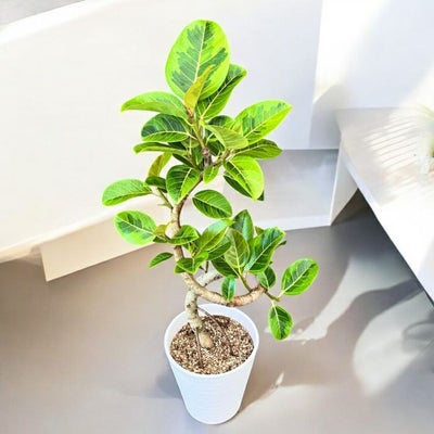 観葉植物現品販売