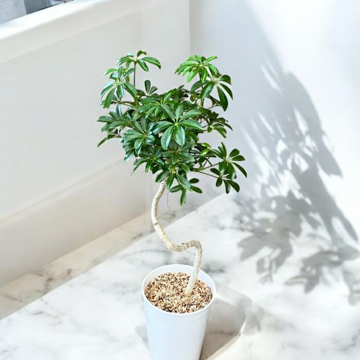 観葉植物現品販売