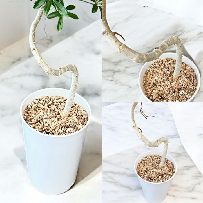 観葉植物現品販売