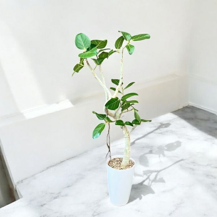 観葉植物現品販売