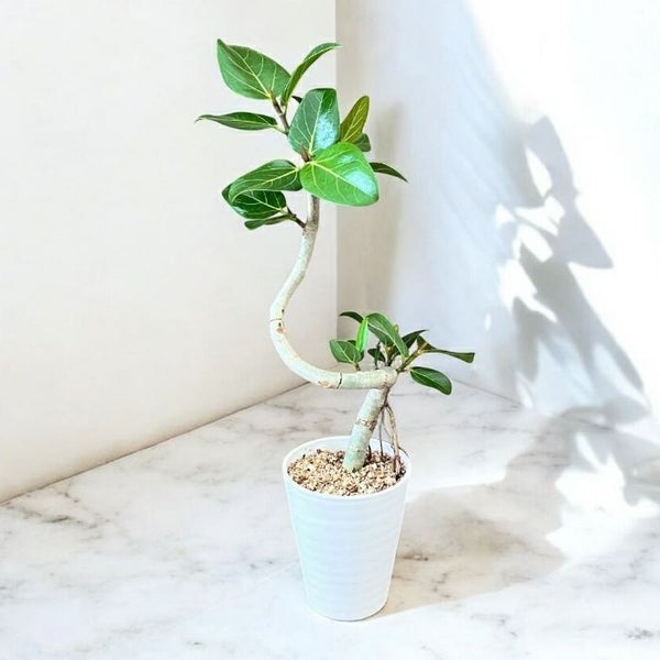 観葉植物 本物 新品 ☆らせん樹形☆ ベンガレンシス5号 人気商品 001468