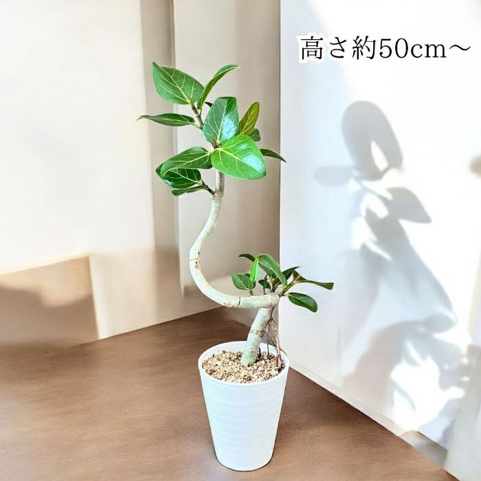 観葉植物現品販売