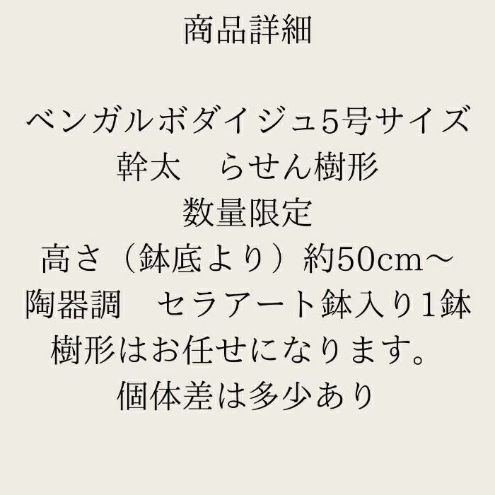 観葉植物現品販売