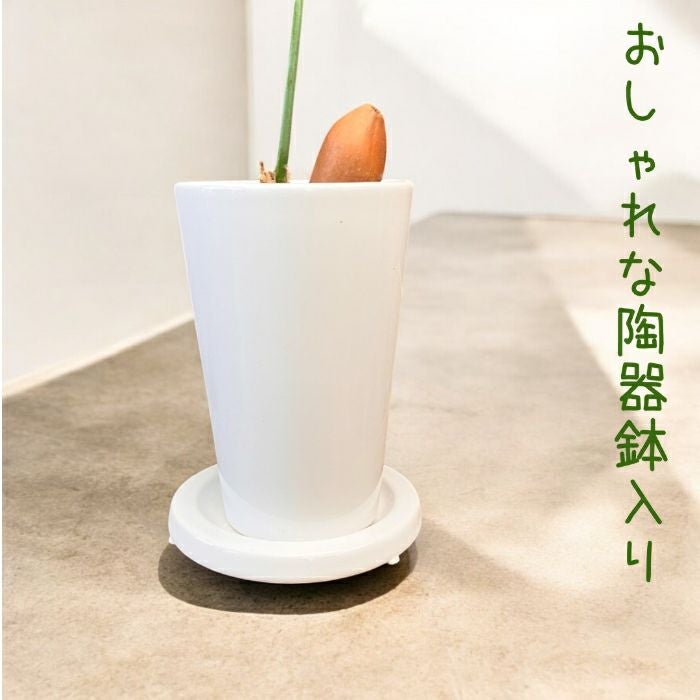 観葉植物現品販売