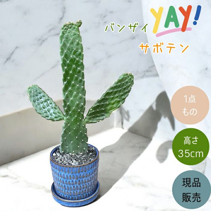 観葉植物現品販売