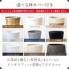 高性 チャメドレア 10号鉢 選べる鉢カバー付き 観葉植物 本物