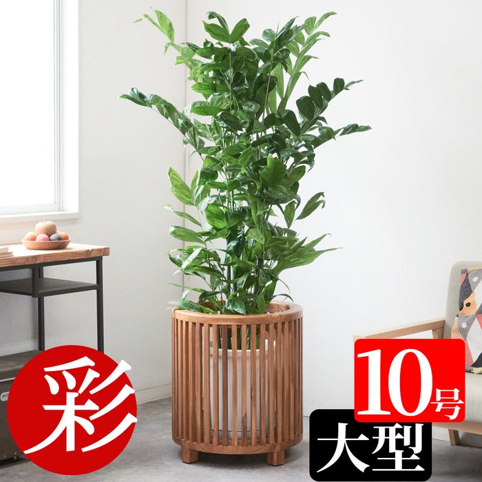 高性 チャメドレア 10号鉢 選べる鉢カバー付き 観葉植物 本物