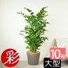  高性 チャメドレア 10号鉢 選べる鉢カバー付き 観葉植物 本物