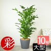  高性 チャメドレア 10号鉢 選べる鉢カバー付き 観葉植物 本物