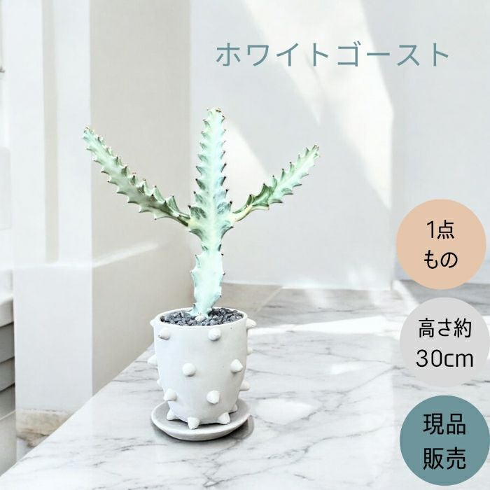 観葉植物現品販売